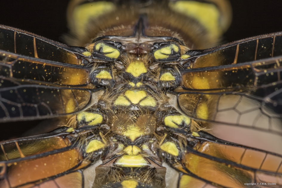 'n onderdeel... - Geleedpotigen - Glassnijder