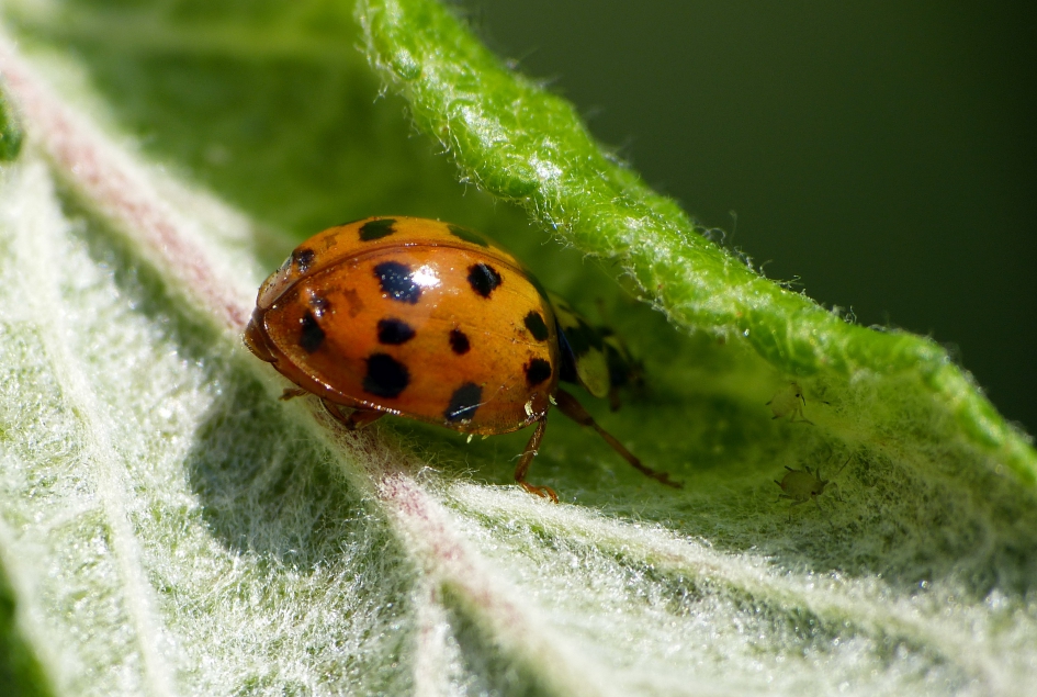 Natuurlijke vijand - Geleedpotigen - Veelkleurig Aziatisch Lieveheersbeestje