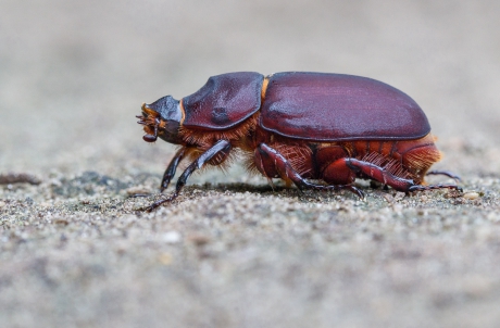 Neushoornkever - Oryctes nasicornis