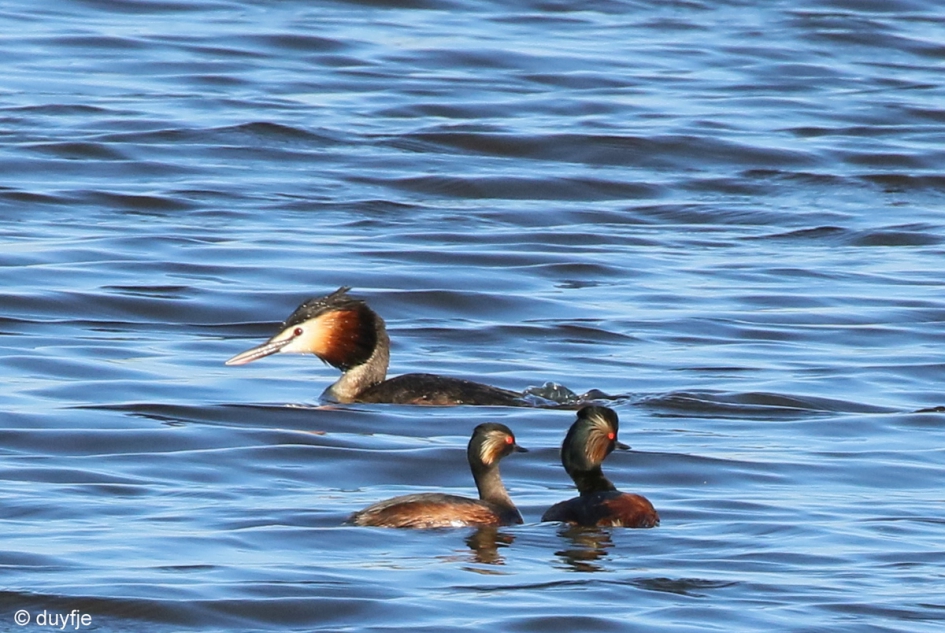Niet kijken hoor! - Vogels - Geoorde Futen en Fuut