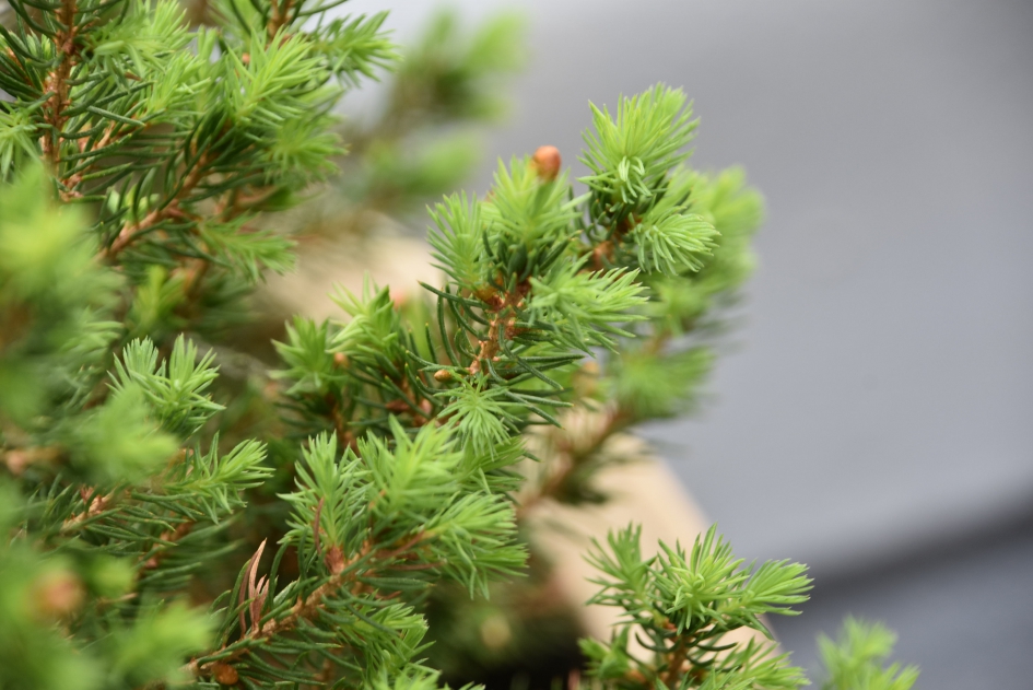 Nieuwe uitlopers - Planten - 