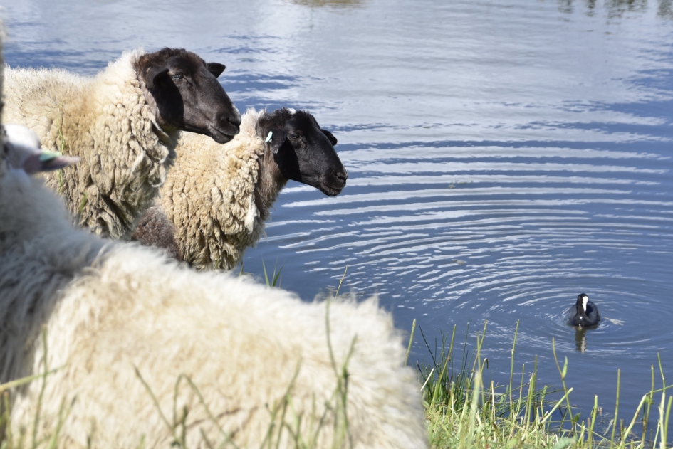 Nieuwsgierig - Zoogdieren - 
