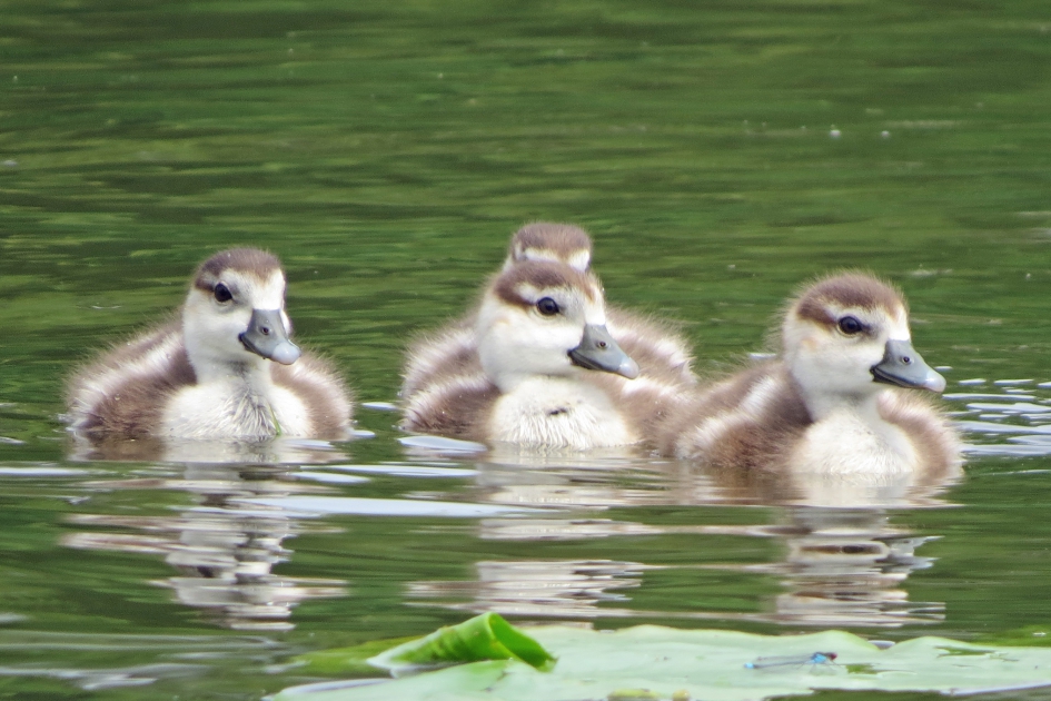 Nijlgansjes - Vogels - 