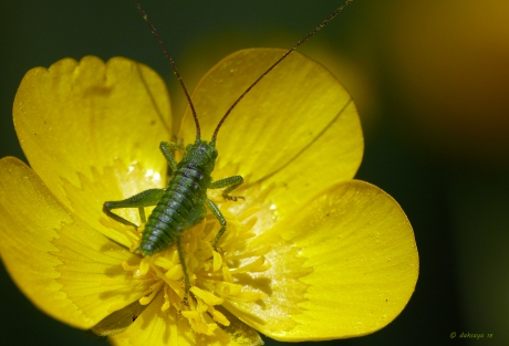 Nimf struiksprinkhaan