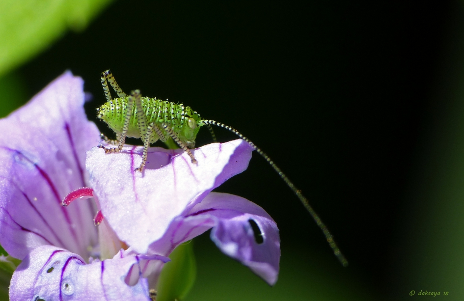 Nimf struiksprinkhaan - Geleedpotigen - 