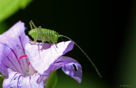 Nimf struiksprinkhaan