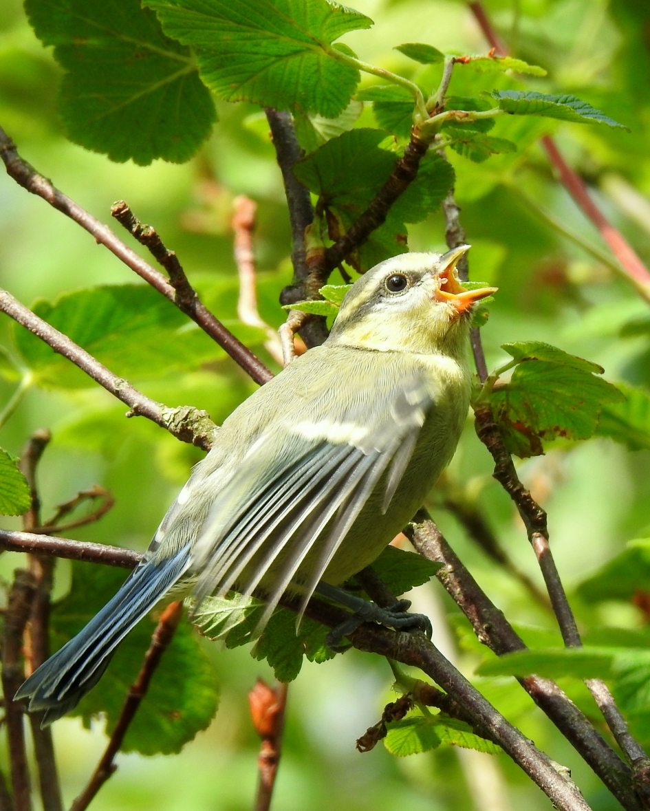 Nog meer honger !! - Vogels - Pimpelmees