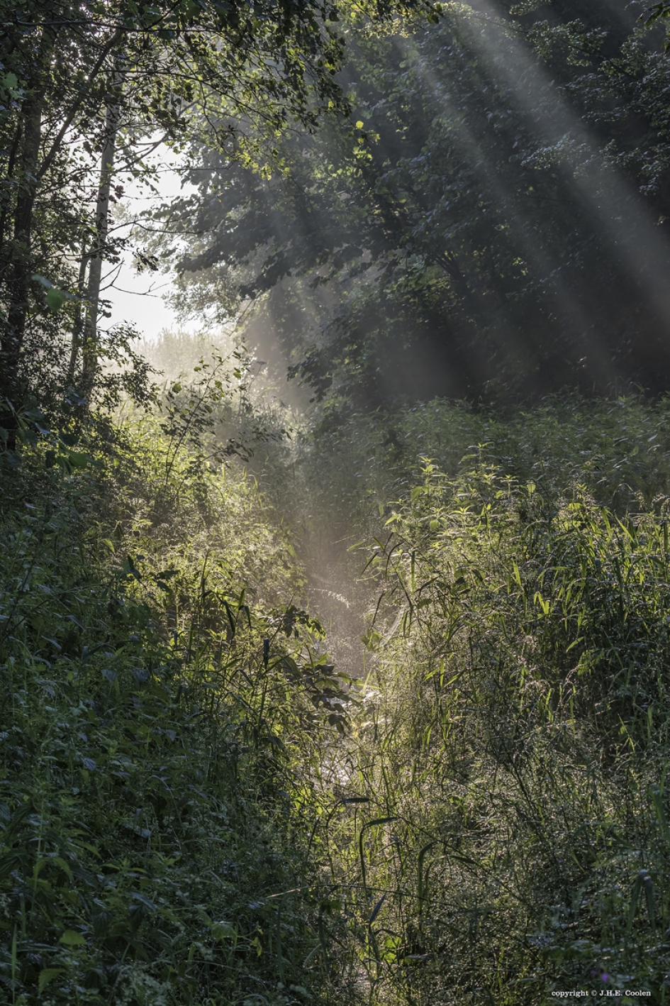 Ochtendglore - Weer en landschap - 