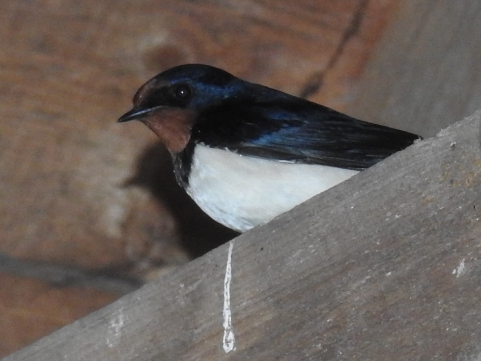 Onder het dak van de boerderij - Vogels - Boerenzwaluw