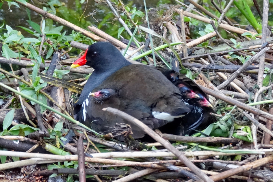 Onder moeders vleugels - Vogels - Waterhoen
