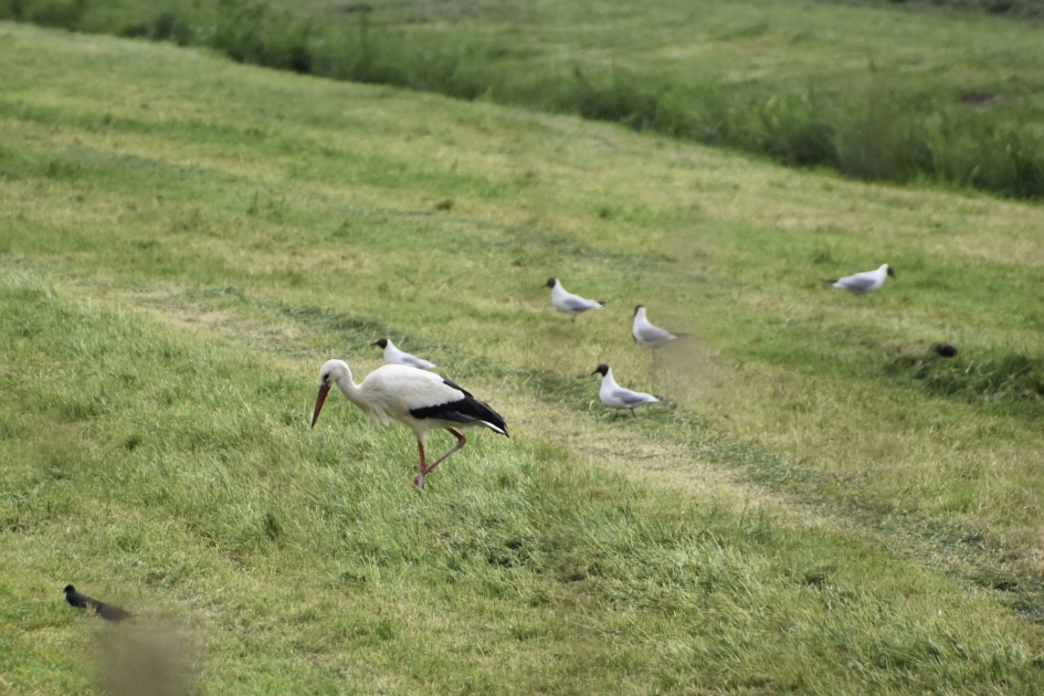 Ooievaar tussen de meeuwen - Vogels - 