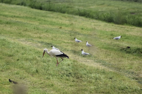 Ooievaar tussen de meeuwen
