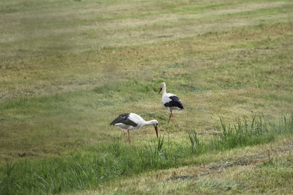 Ooievaars - Vogels - 