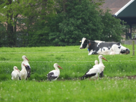 Ooievaars  een grote groep