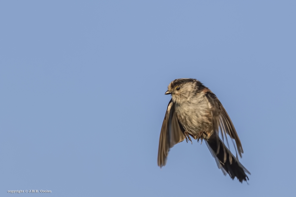 Op.... - Vogels - Staartmees