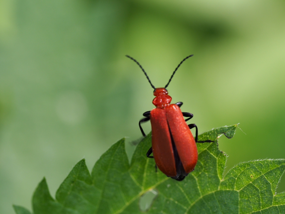 Op de uitkijk - Geleedpotigen - Roodkopvuurkever