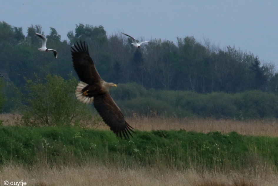 Op jacht - Vogels - Zeearend