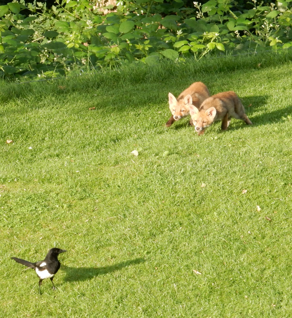 Op jacht - Zoogdieren - 