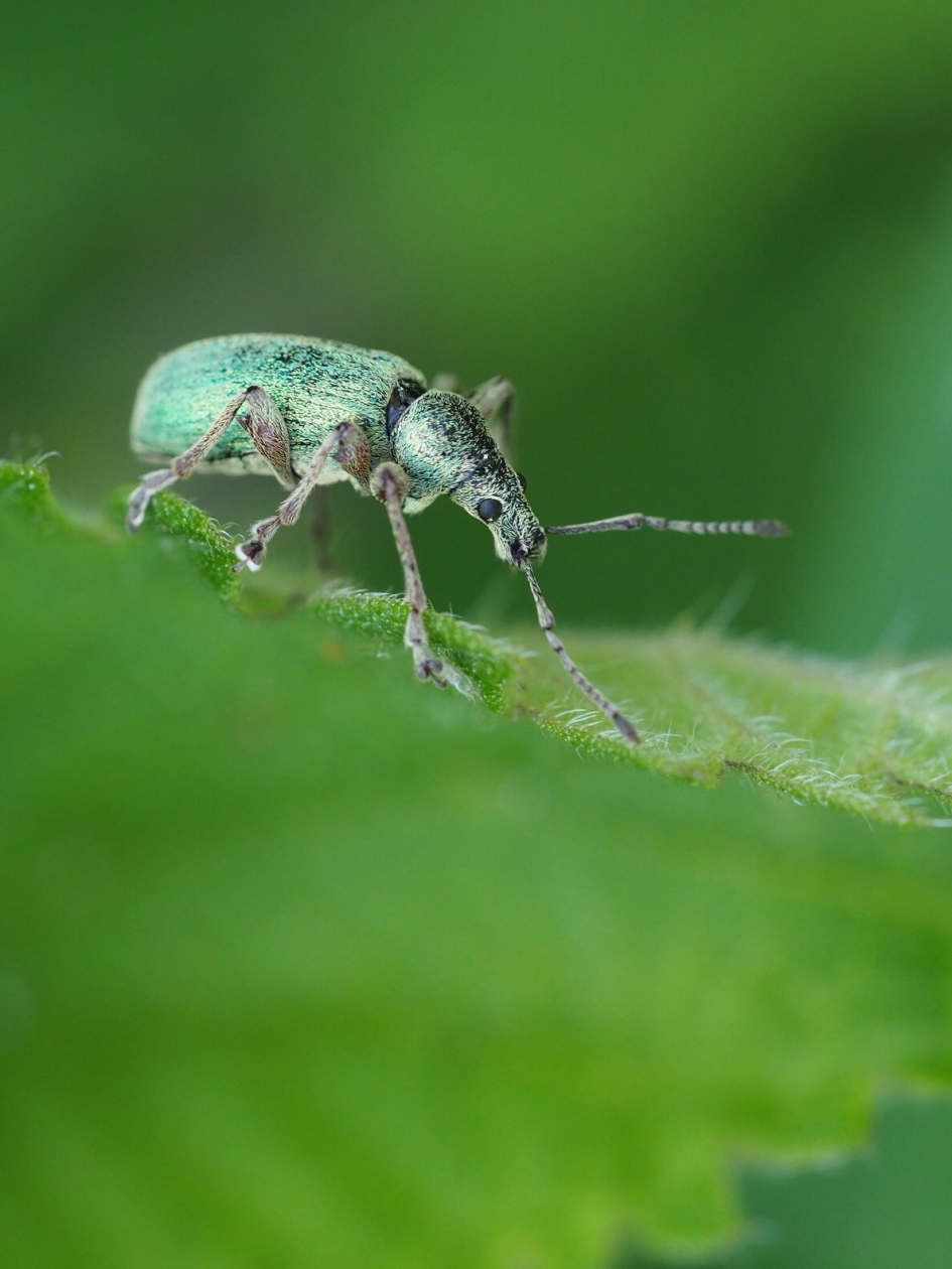 Op ontdekkingstocht - Geleedpotigen - Groene snuitkever