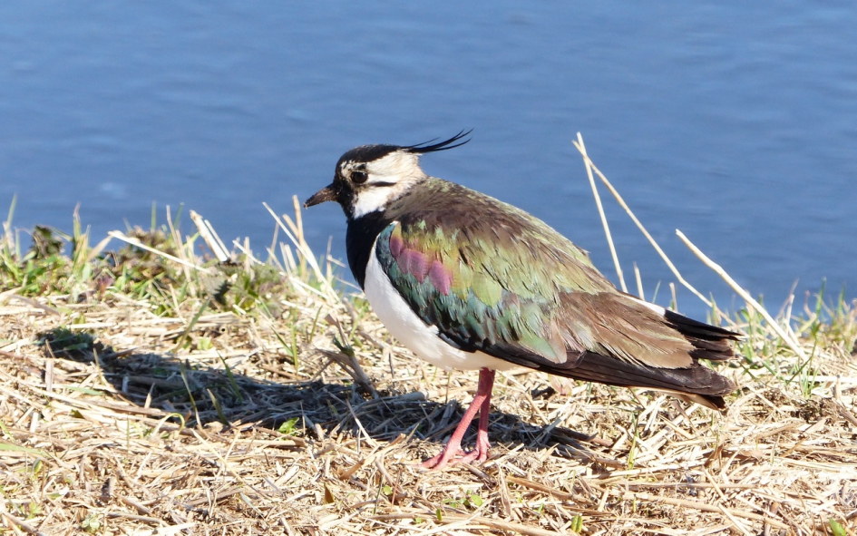 op zijn mooist - Vogels - Kievit