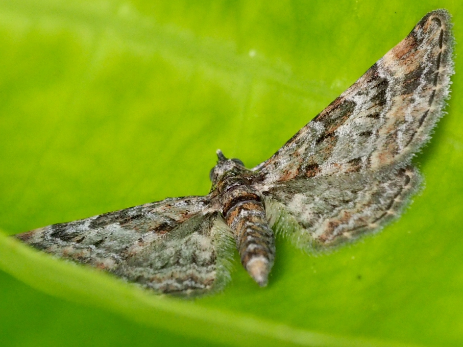 Opdrogen na de regen - Geleedpotigen - Gewone bandspanner