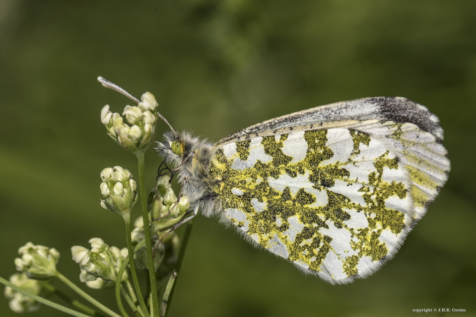 Oranje tipje (vr.) - Geleedpotigen - Oranje tipje