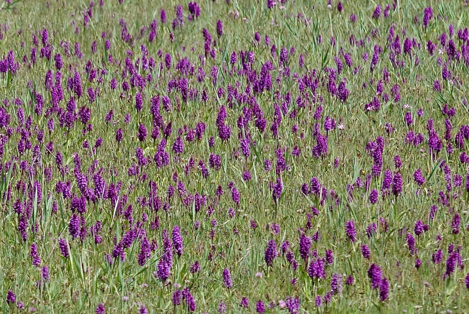 Orchus paradijs - Planten - Orchus