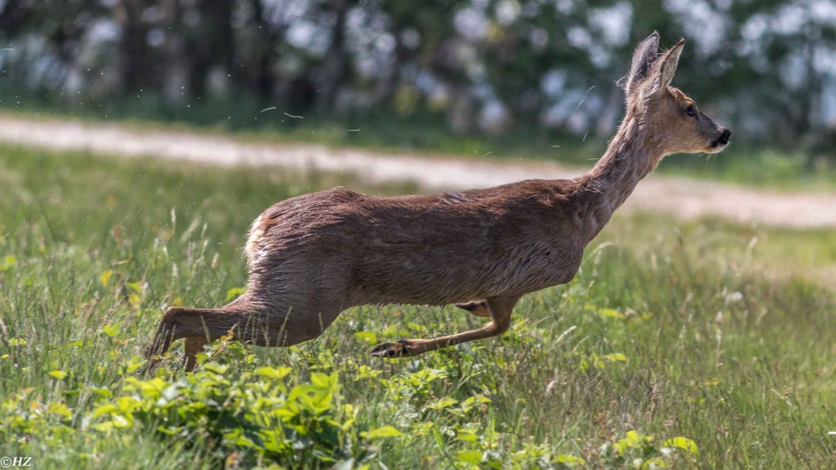 Overstekend wild! - Zoogdieren - ree
