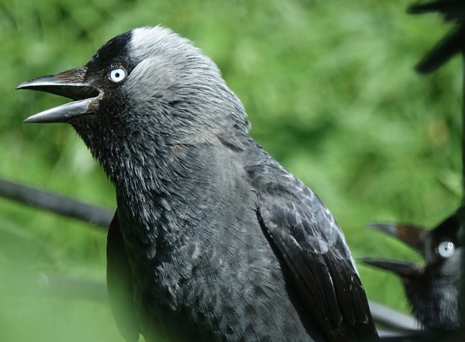Oververhit Kauwen paartje - Vogels - Kauw