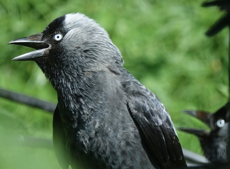 Oververhit Kauwen paartje