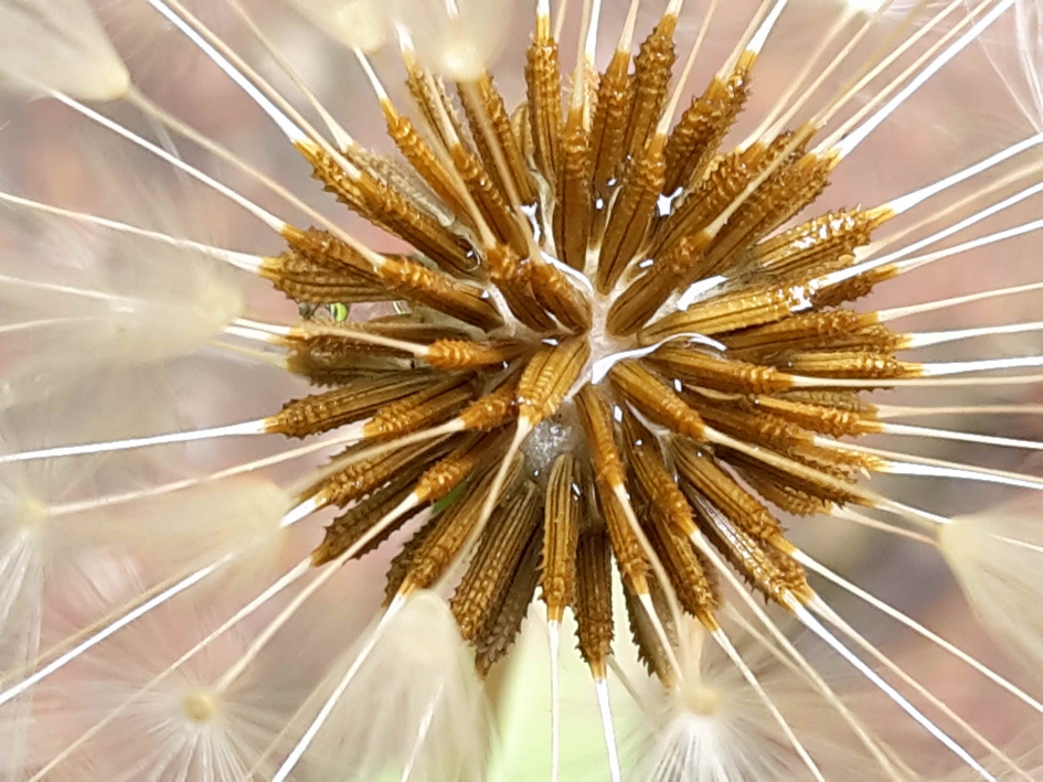 Paardenbloem - Planten - Paardenbloem