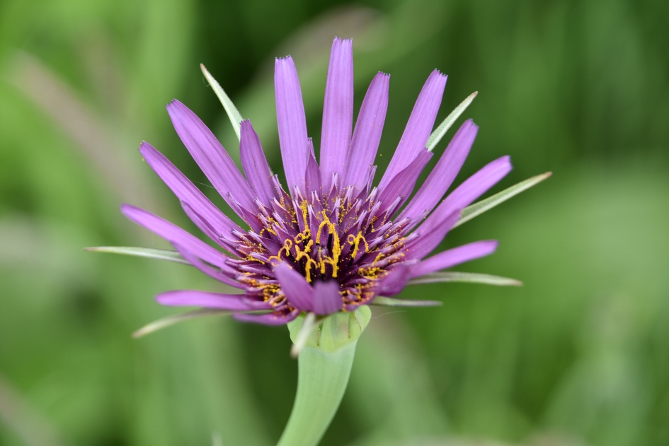 Paarse morgenster - Planten - 