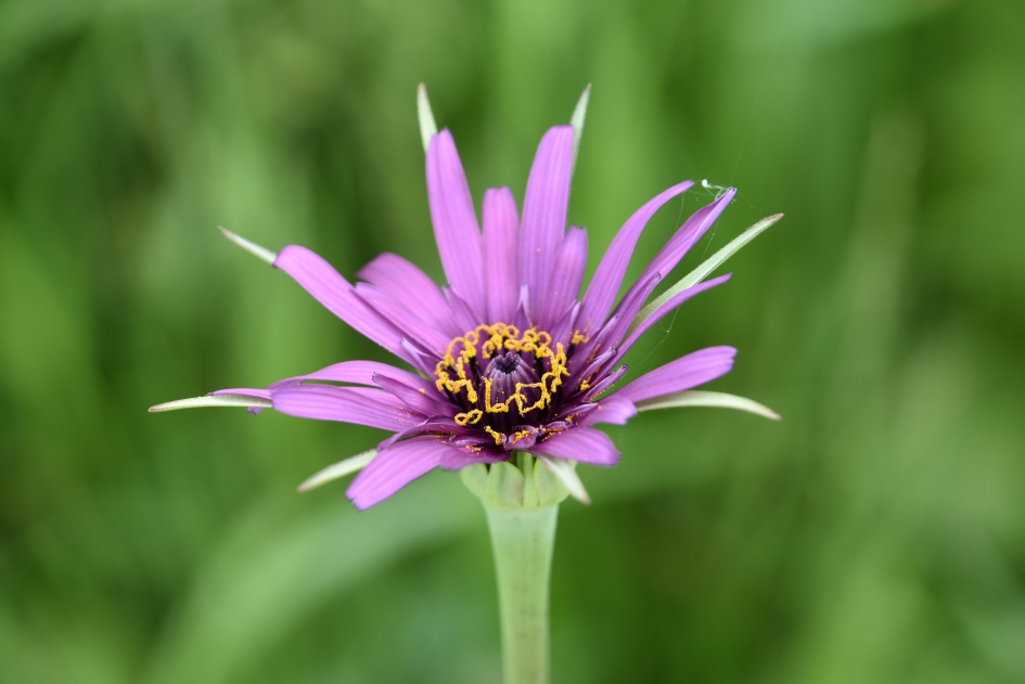 Paarse morgenster - Planten - 