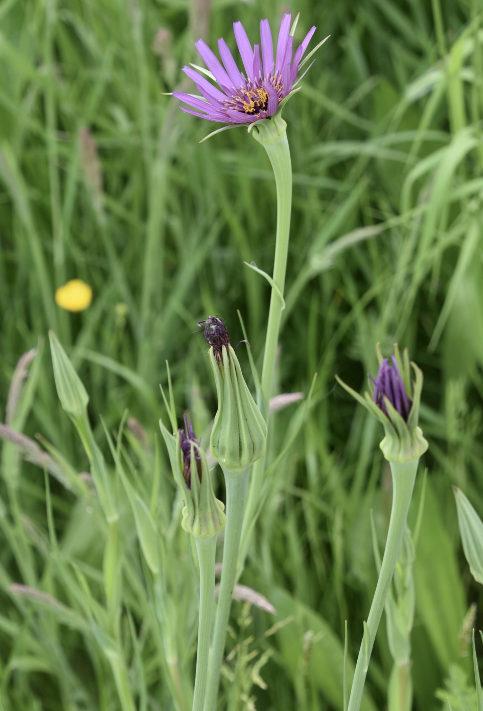 Paarse morgenster - Planten - 