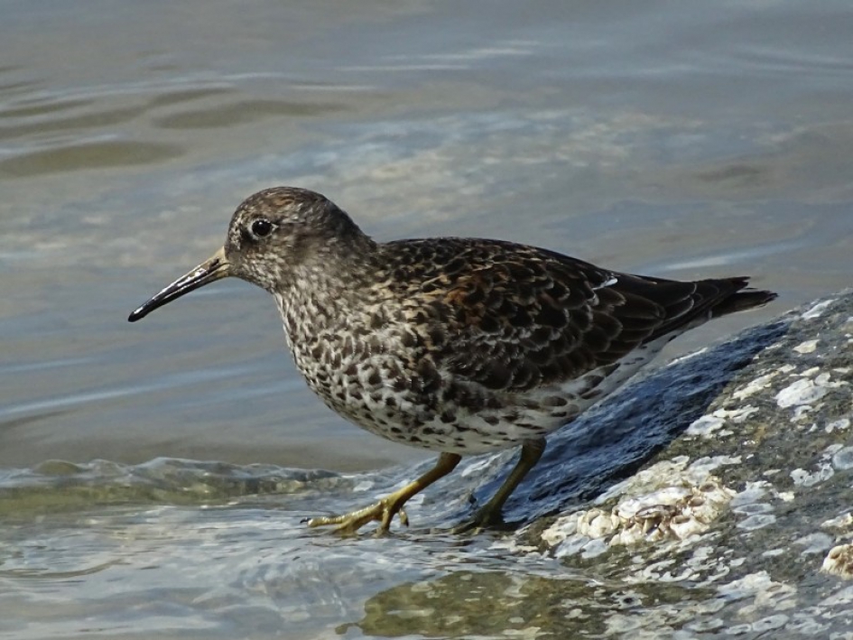 Paarse strandloper - Vogels - 