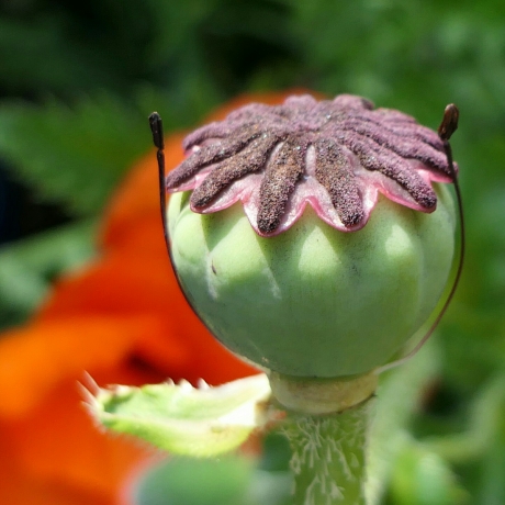 Papaver