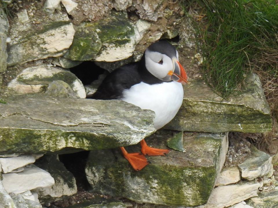 Papegaaiduiker op de steile kliffen boven Hull - Vogels - Papegaaiduiker