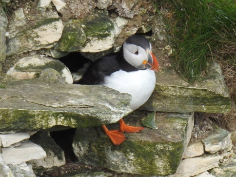 Papegaaiduiker op de steile kliffen boven Hull