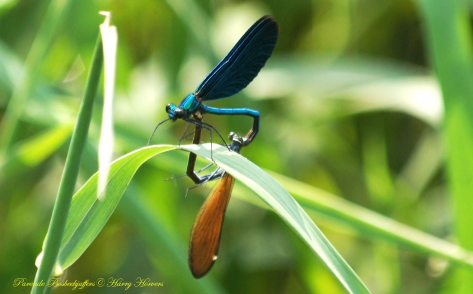 parende bosbeekjuffers - Geleedpotigen - bosbeekjuffers