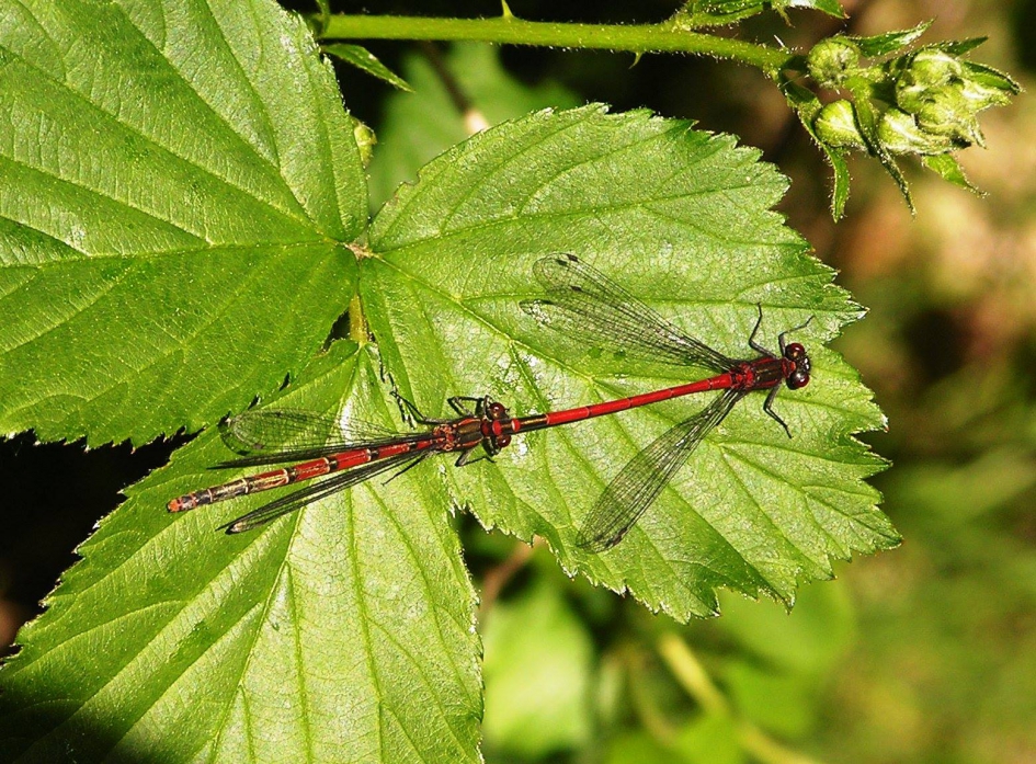 Parende vuurjuffers - Geleedpotigen - Vuurjuffer