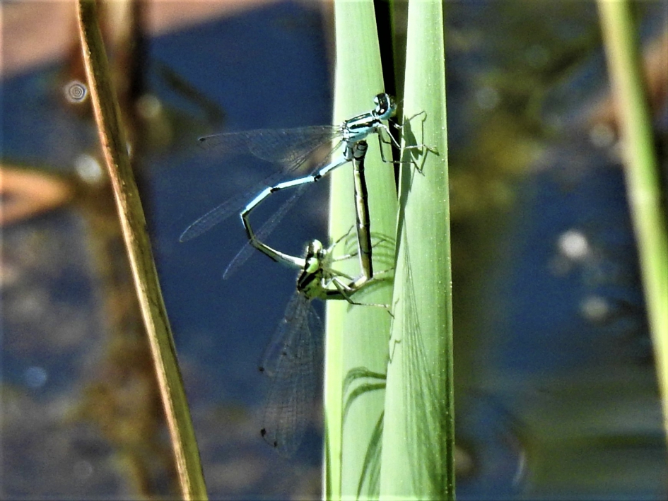 Paringswiel van de Azuurwaterjuffer - Geleedpotigen - Azuurwaterjuffer