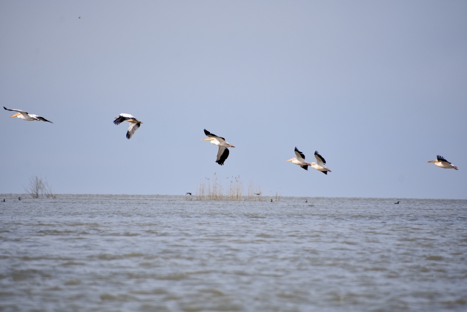 Pelikanen - Vogels - 