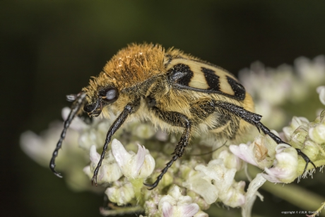 Penseelkever (Trichius fasciatus )