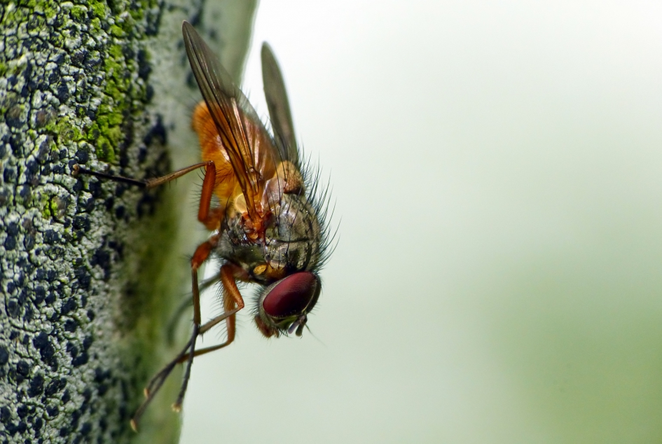 Phaonia rufiventris - Geleedpotigen - 