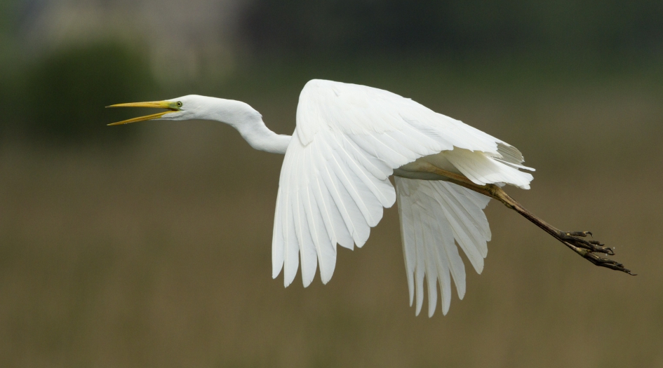 Pinksteren - Vogels - Grote Zilverreiger