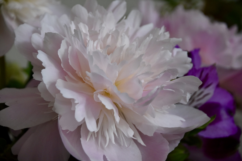 Pioenroos - Planten - 