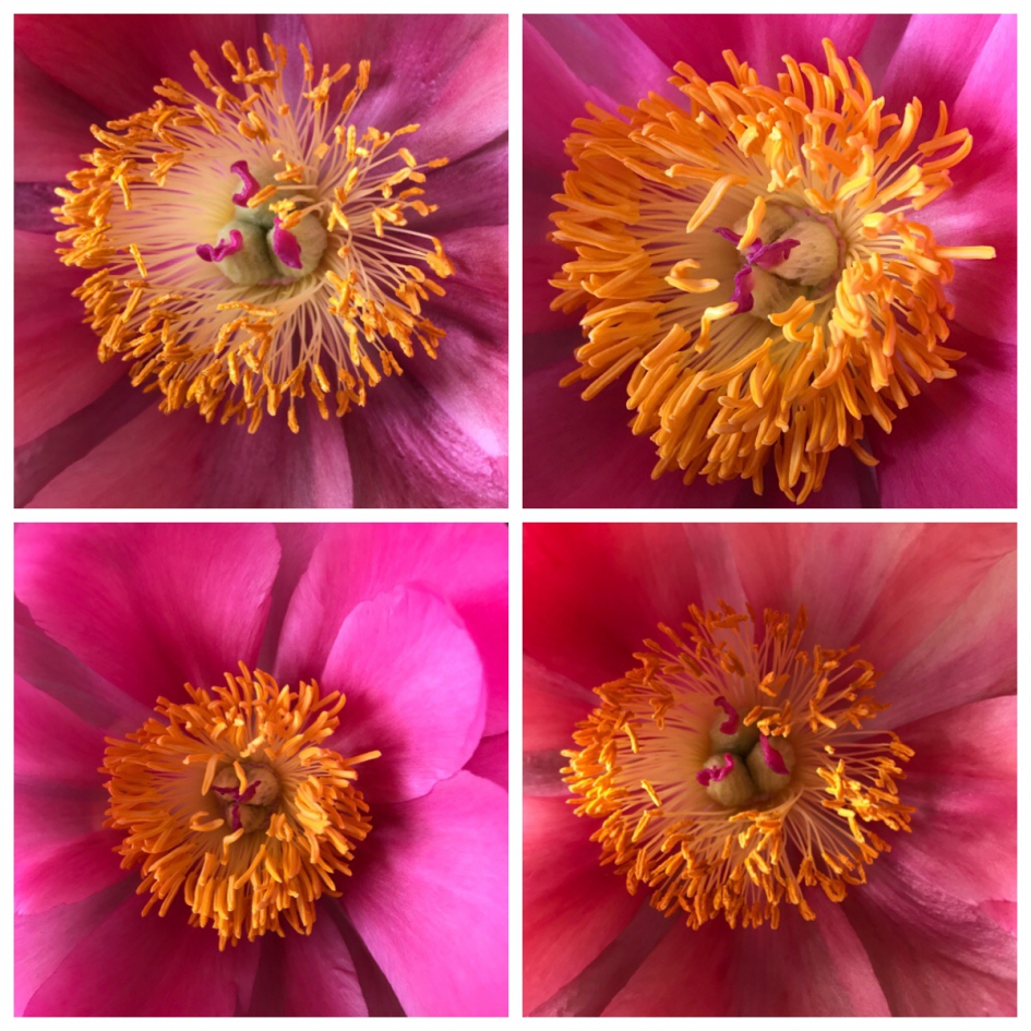 Pioenroos hart - Planten - 