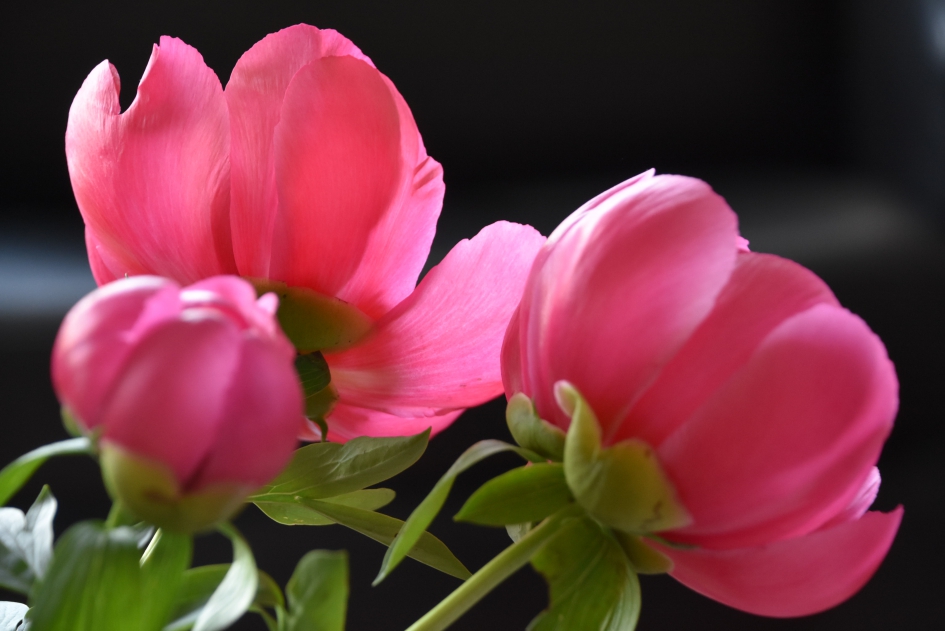 Pioenrozen - Planten - 