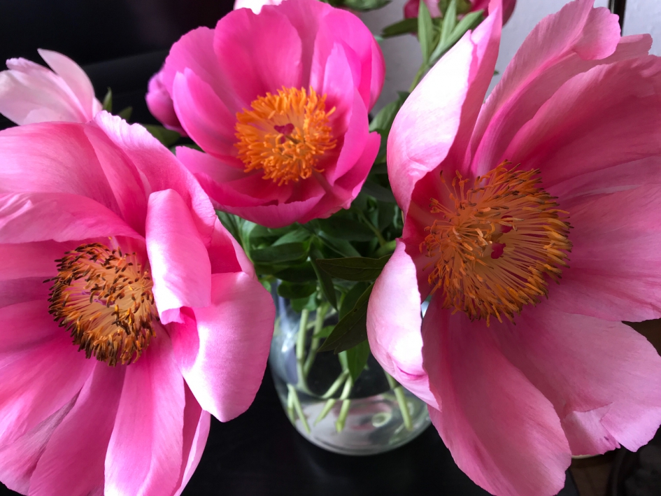 Pioenrozen - Planten - 