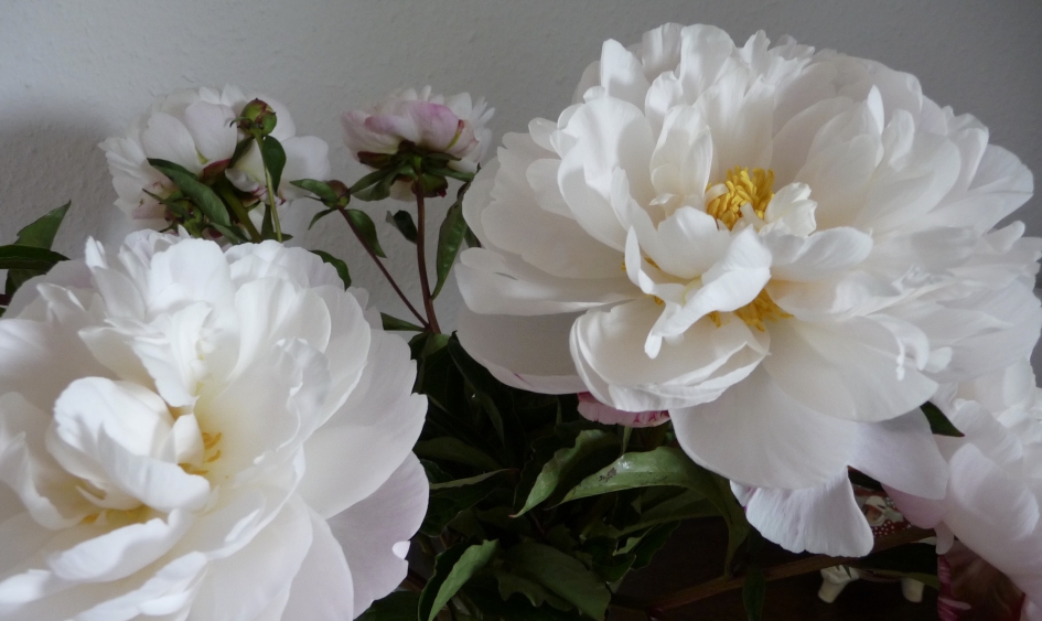 Pioenrozen - Planten - 